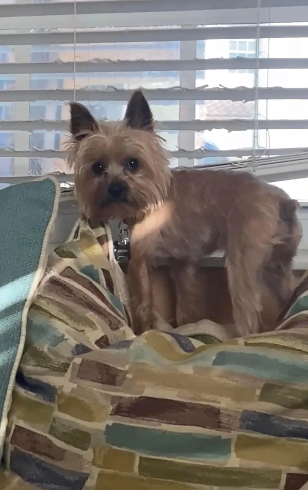Lost dog in Hollywood, FL, 33027