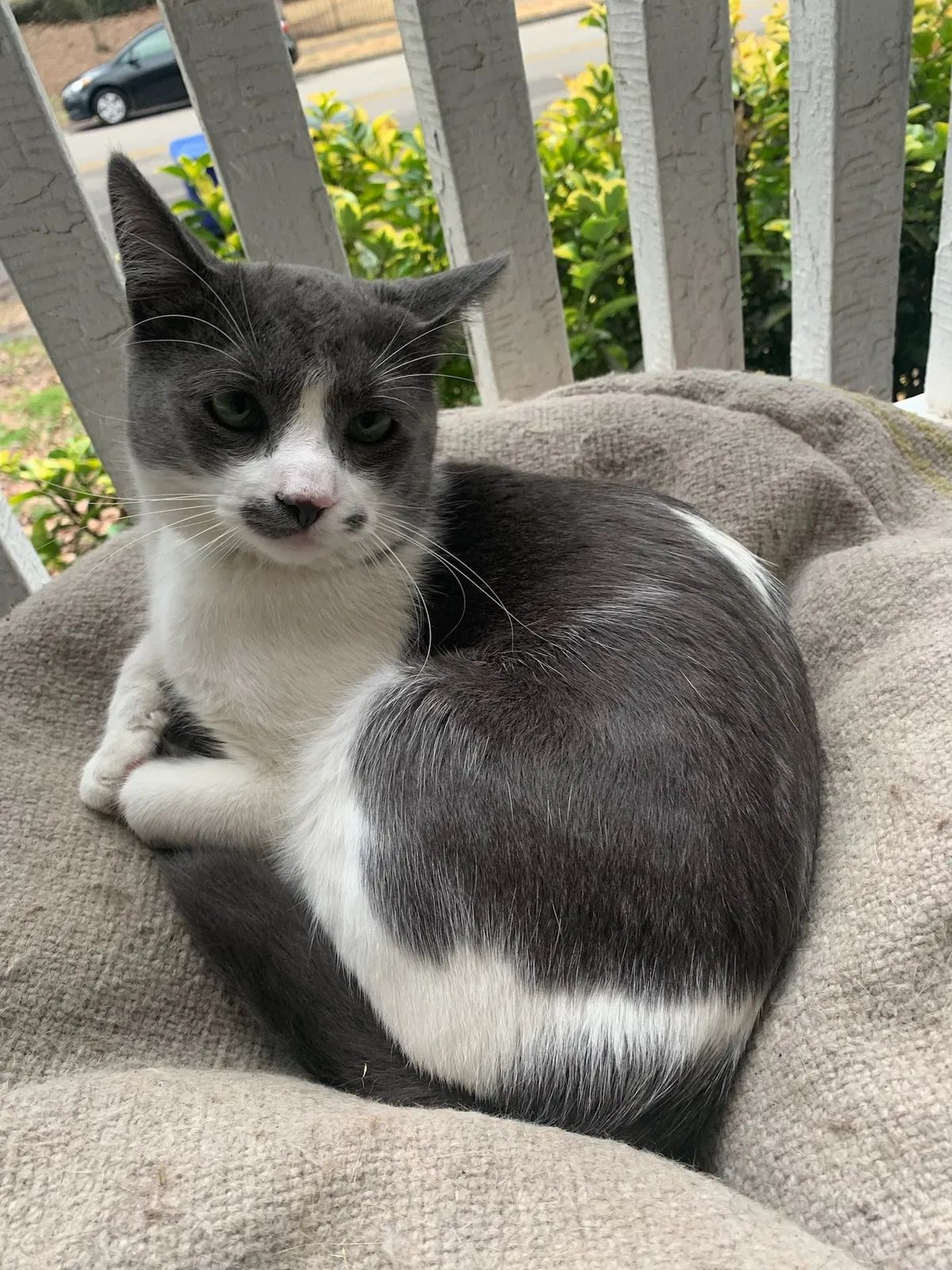 Lost cat in Chattanooga, TN, 37405
