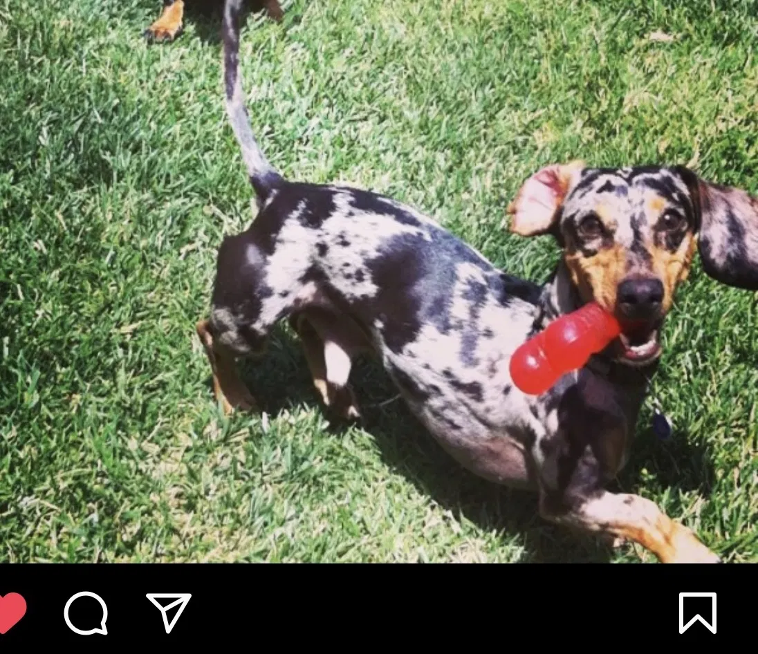 Lost dog in Houston, TX, 77079