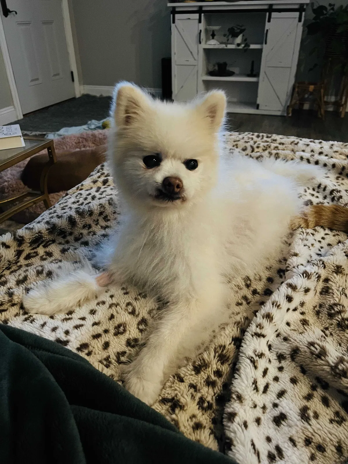 Lost dog in Sacramento, CA, 95833