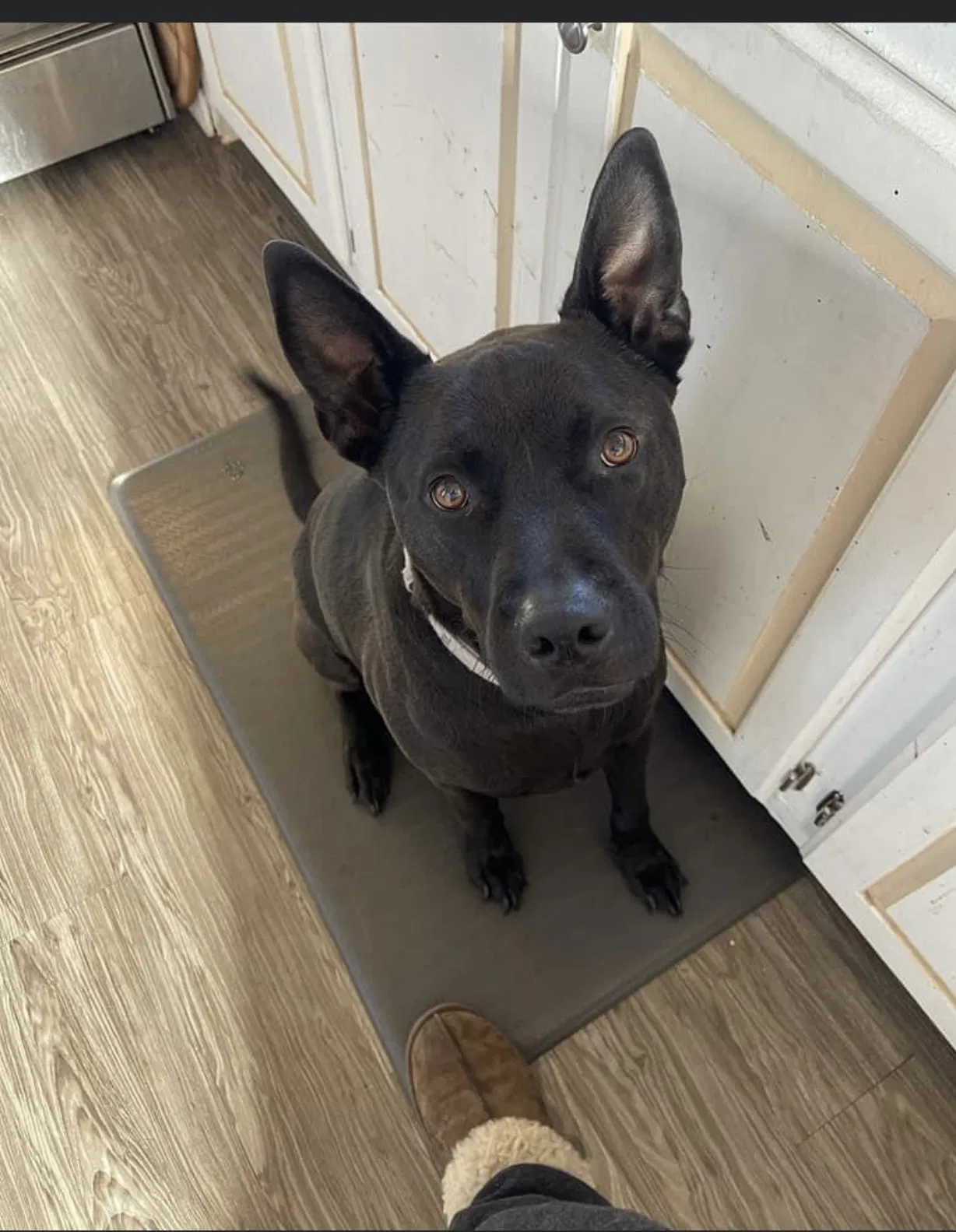 Lost dog in Anza, CA, 92539