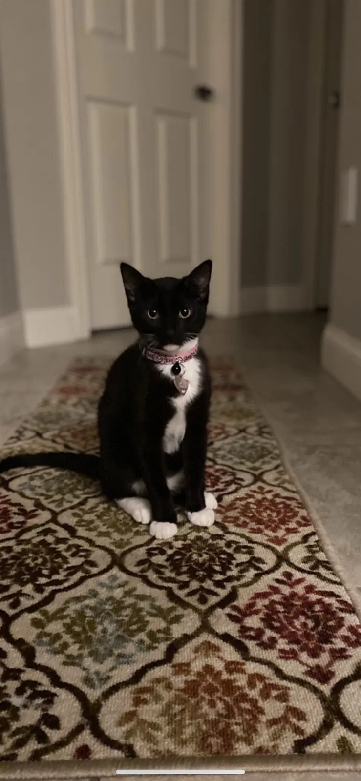 Lost cat in Lakeland, FL, 33812