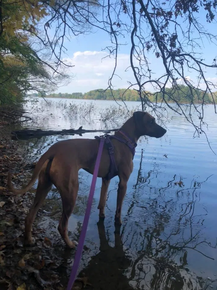 Lost dog in Massillon, OH, 44646