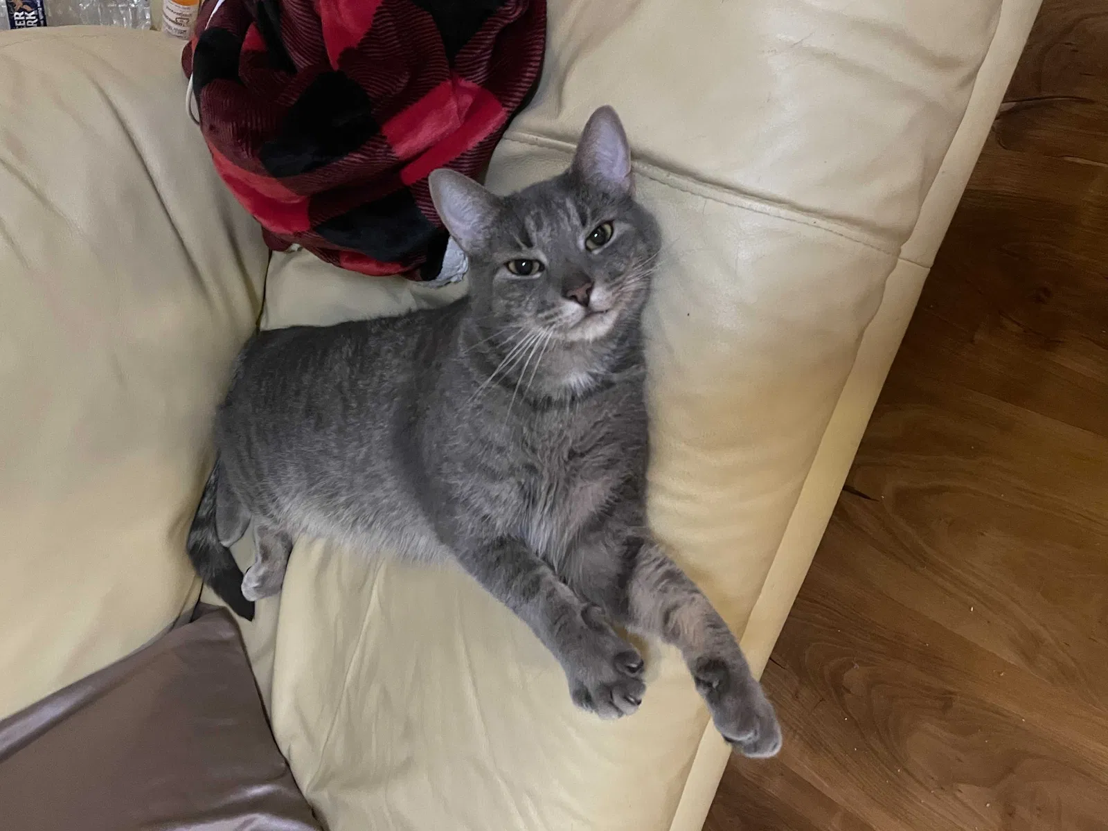 Lost cat in Marietta, GA, 30008