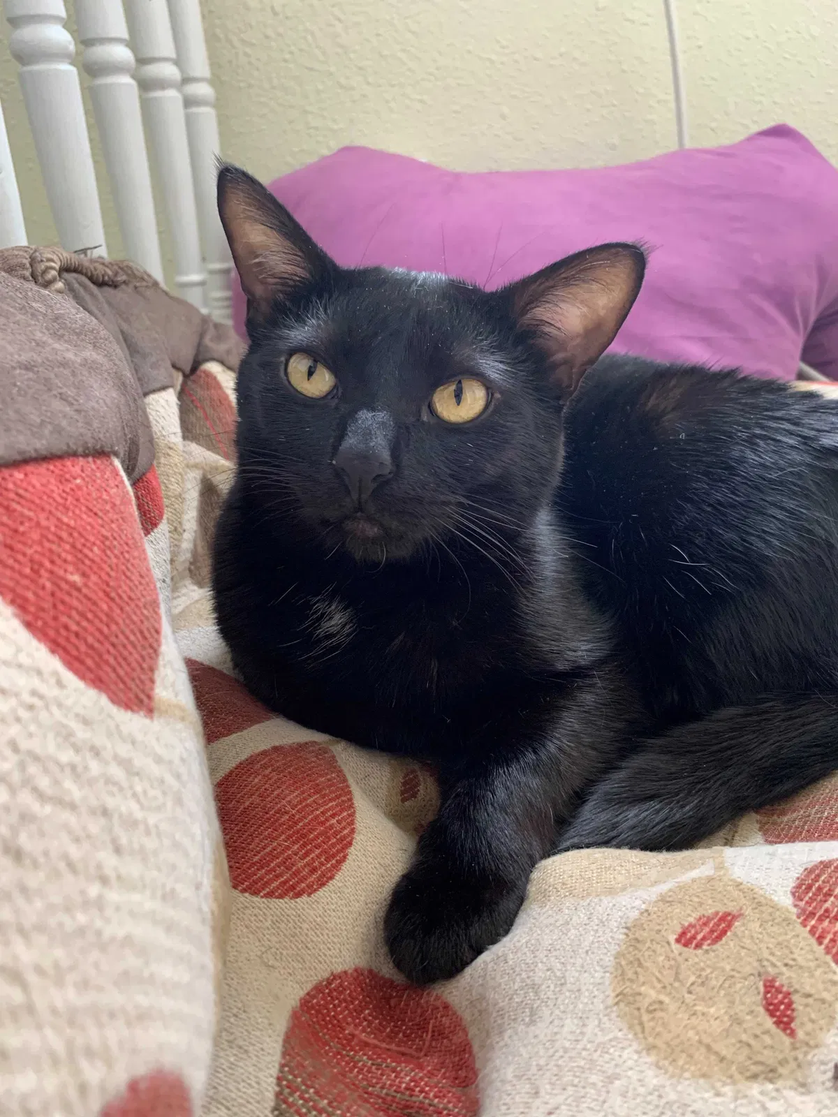 Lost cat in Woodstock, IL, 60098