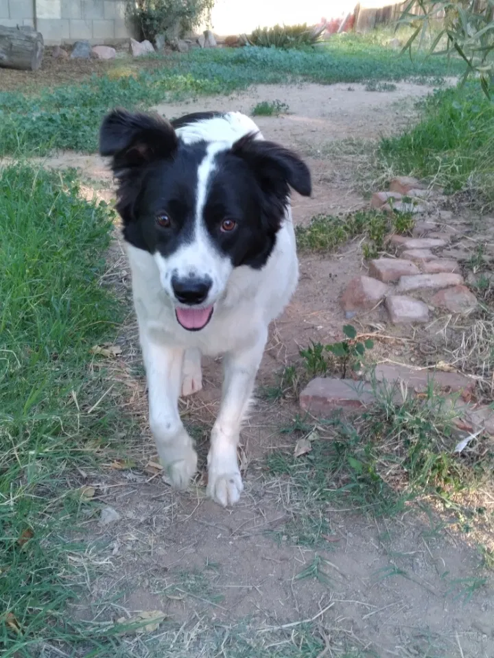 Lost dog in Phoenix, AZ, 85020