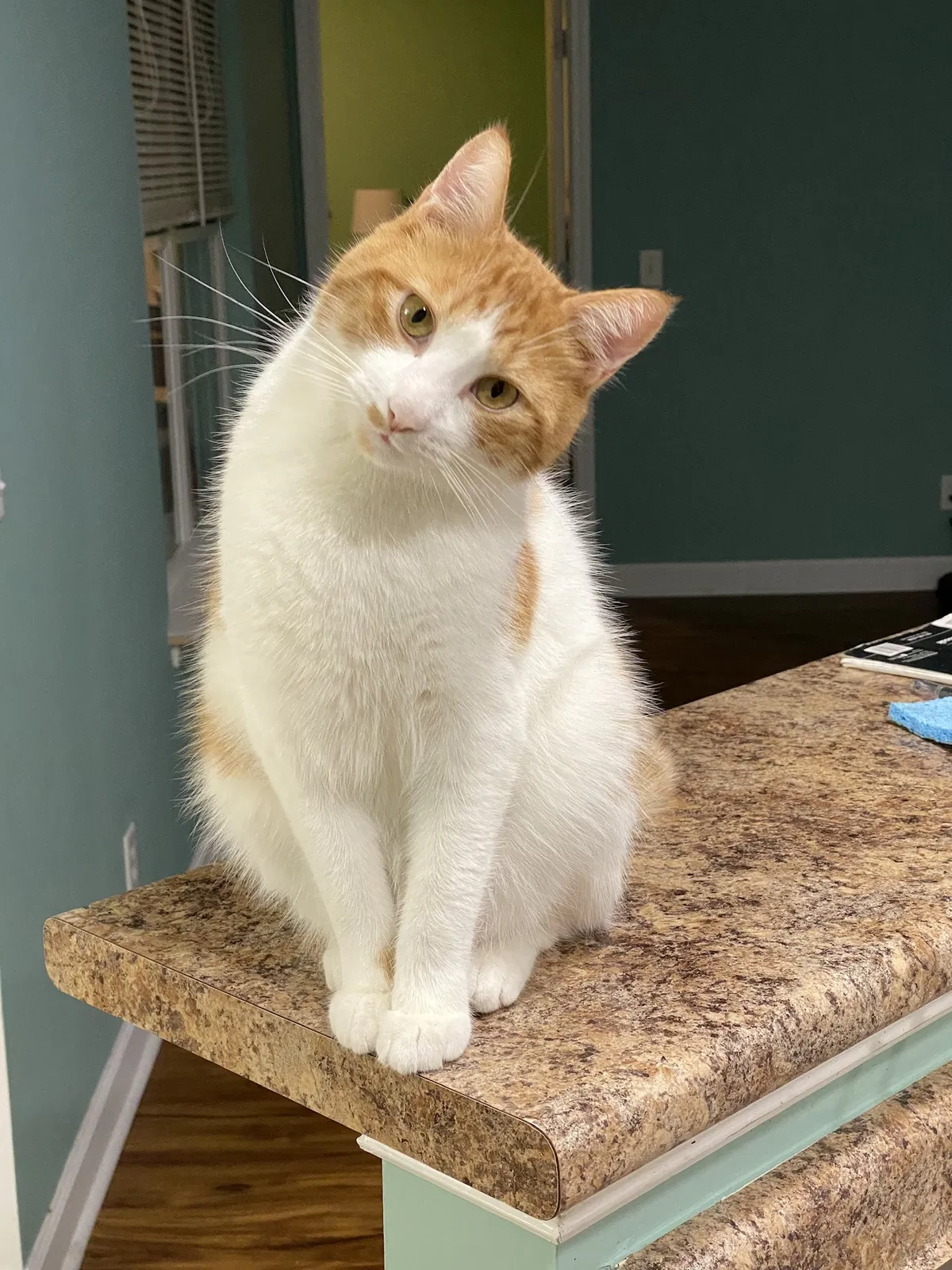Lost cat in Savannah, GA, 31405