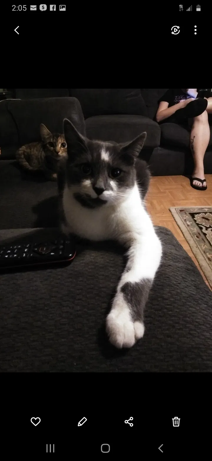 Lost cat in Piedmont, SC, 29673