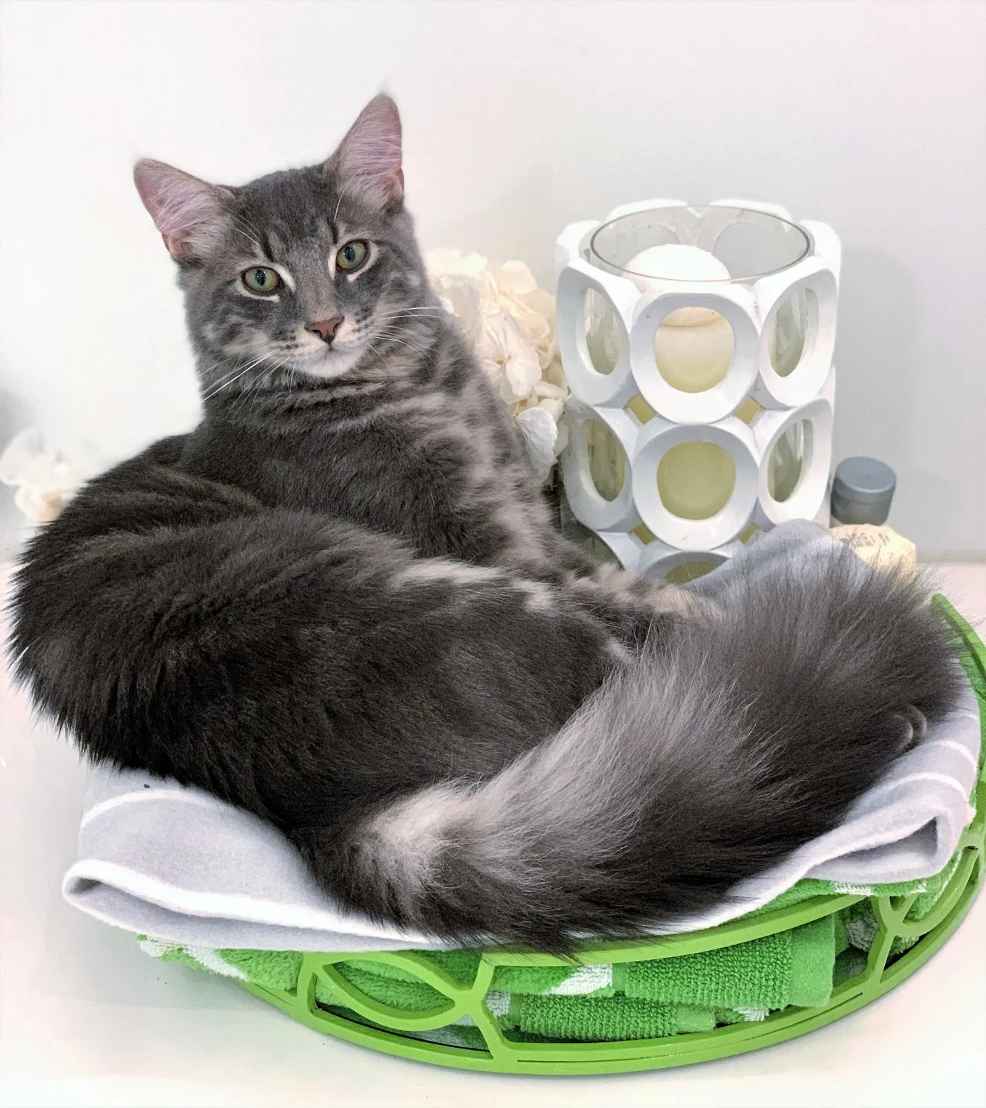 Lost cat in Fort Lauderdale, FL, 33308