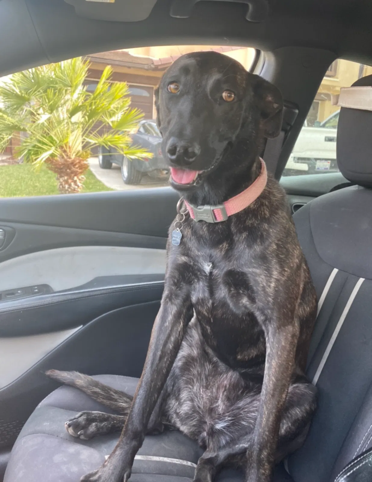 Lost dog in Fontana, CA, 92335