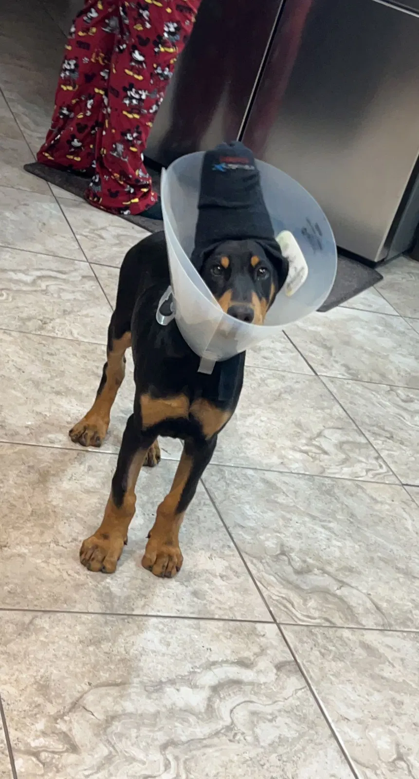 Lost dog in Albuquerque, NM, 87120