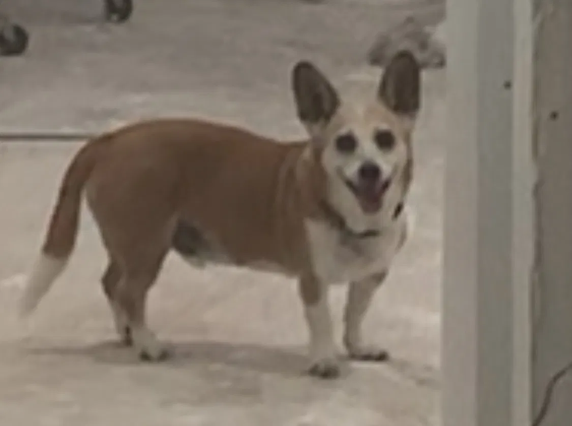 Lost dog in Fort Lauderdale, FL, 33315