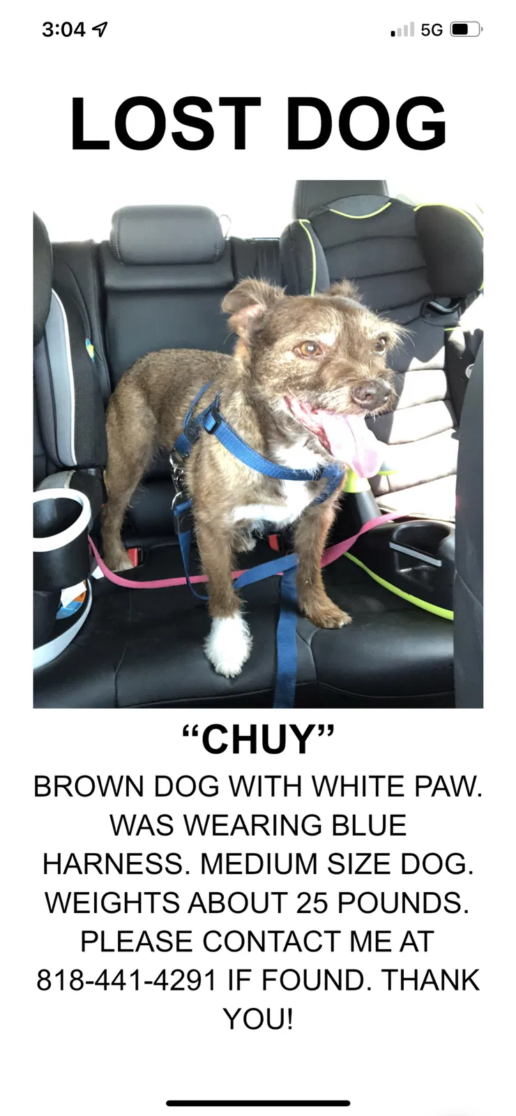 Lost dog in Sun Valley, CA, 91352