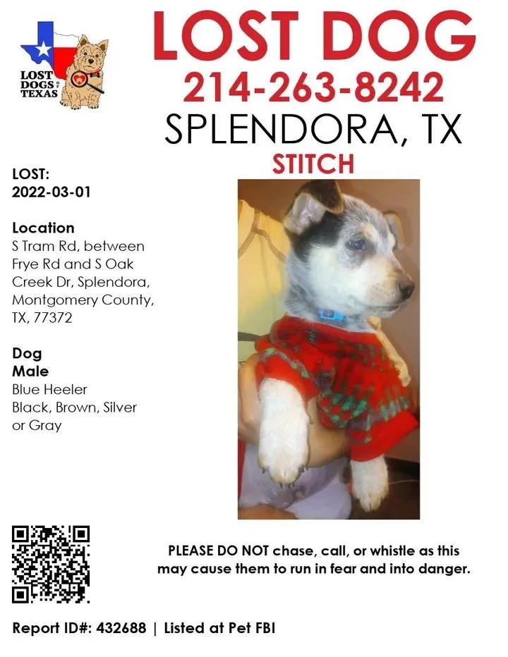 Lost dog in Splendora, TX, 77372