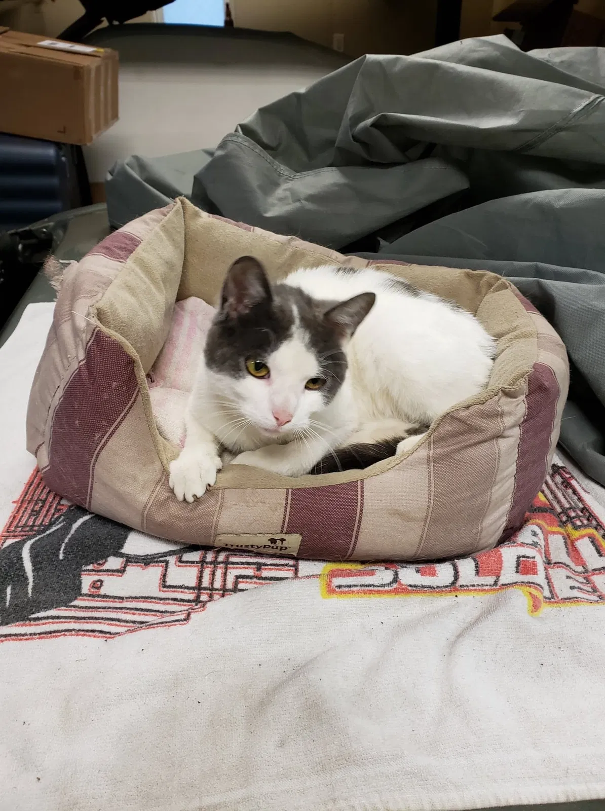 Lost cat in Lake Mills, WI, 53551