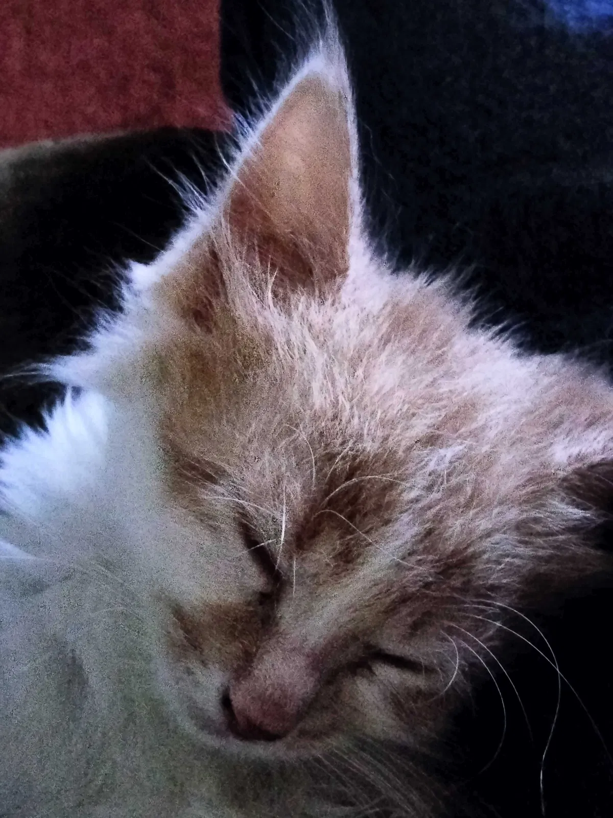 Lost cat in Summerville, SC, 29485