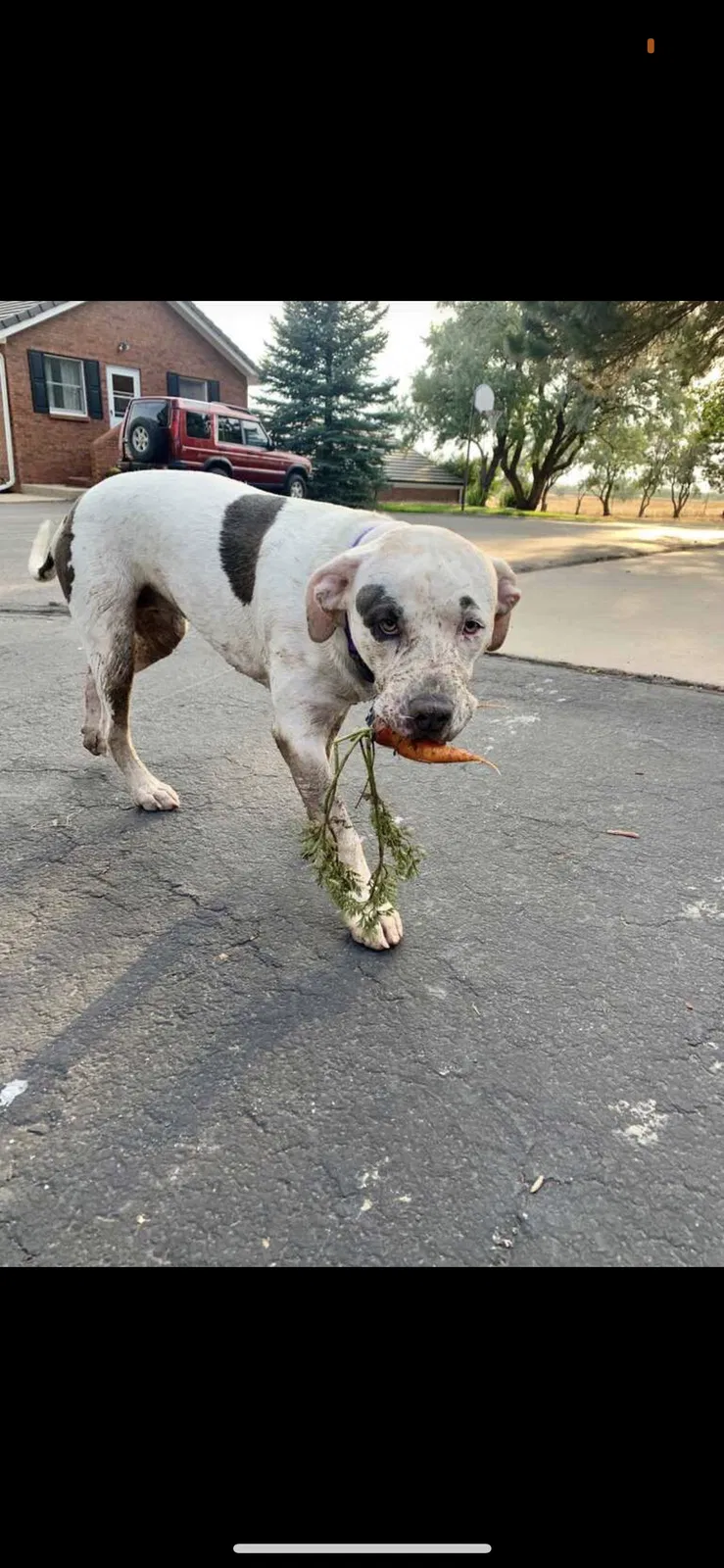 Lost dog in Aurora, CO, 80018