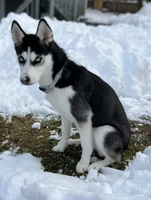 Lost dog in New Haven, CT, 6511