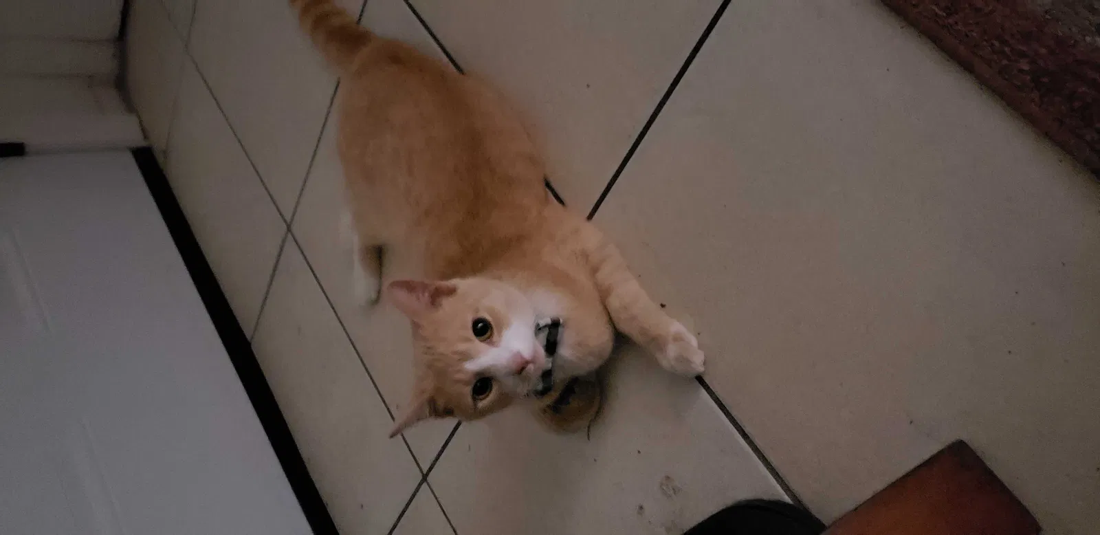 Lost cat in Ormond Beach, FL, 32174