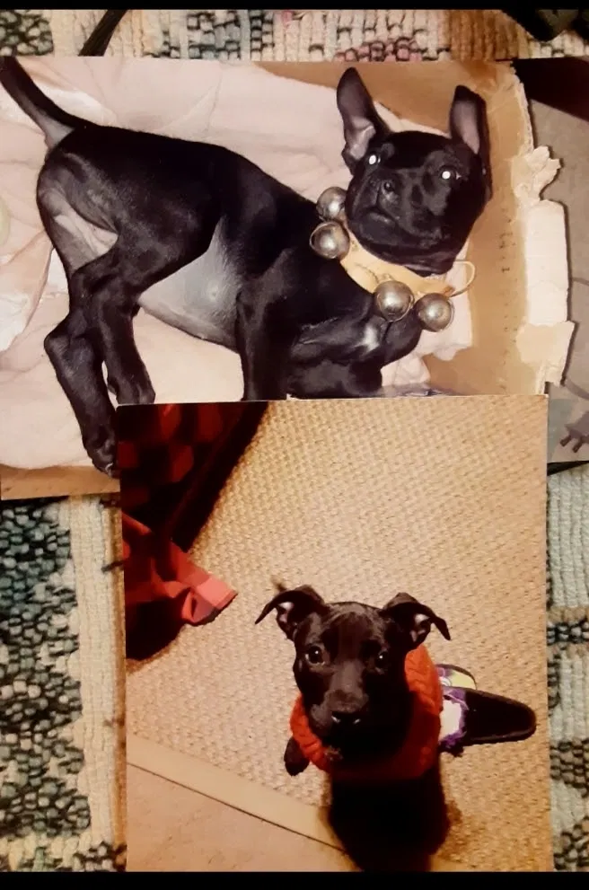 Lost dog in Clinton, MO, 64735