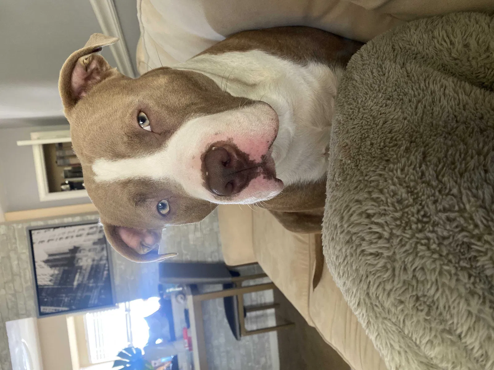 Lost dog in Brooksville, FL, 34601