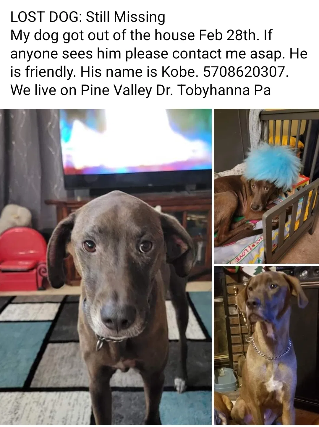 Lost dog in Tobyhanna, PA, 18466
