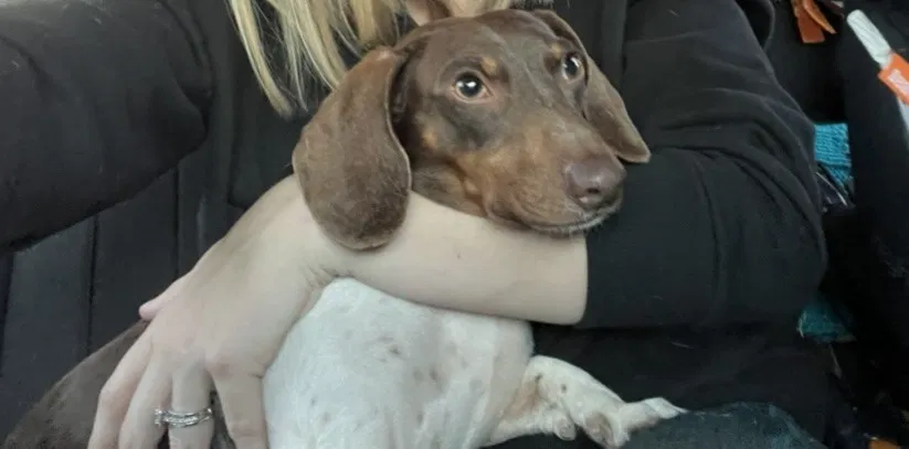 Lost dog in Sharon, SC, 29742
