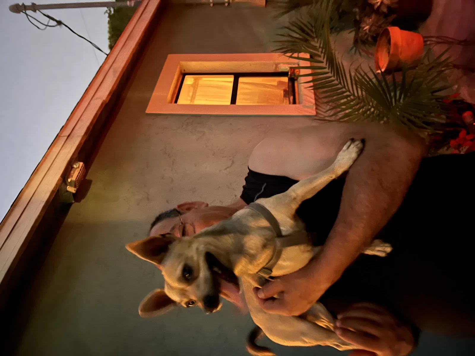 Lost dog in Bradenton, FL, 34205