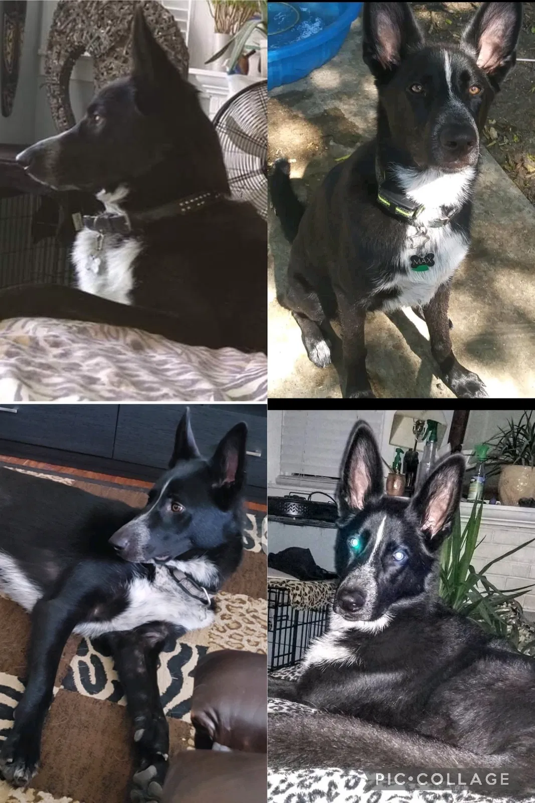 Lost dog in Dallas, TX, 75220