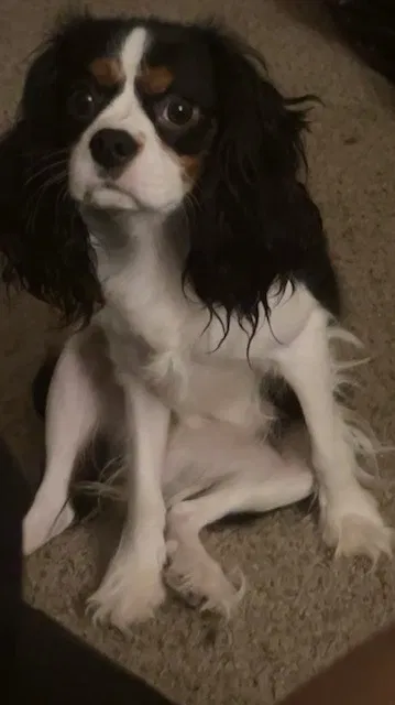 Lost dog in Temple Hills, MD, 20748