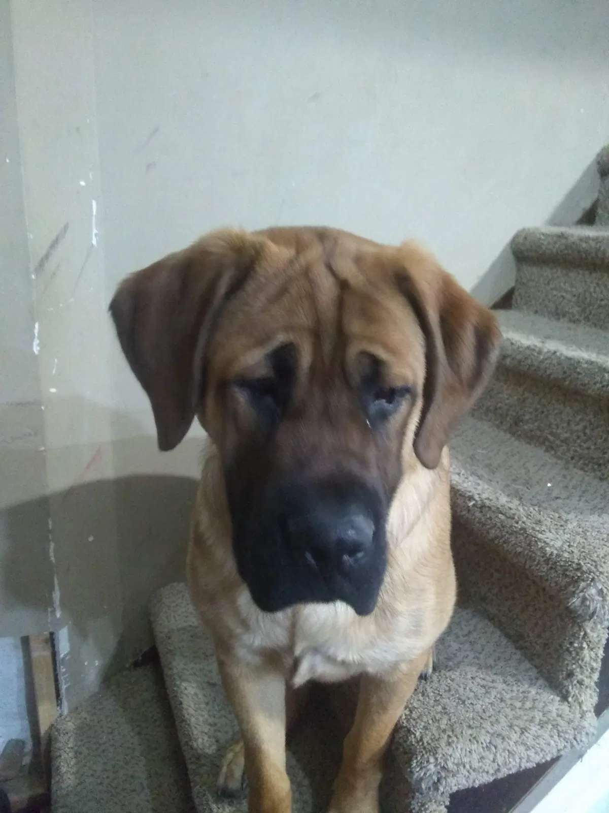 Lost dog in Bushkill, PA, 18324