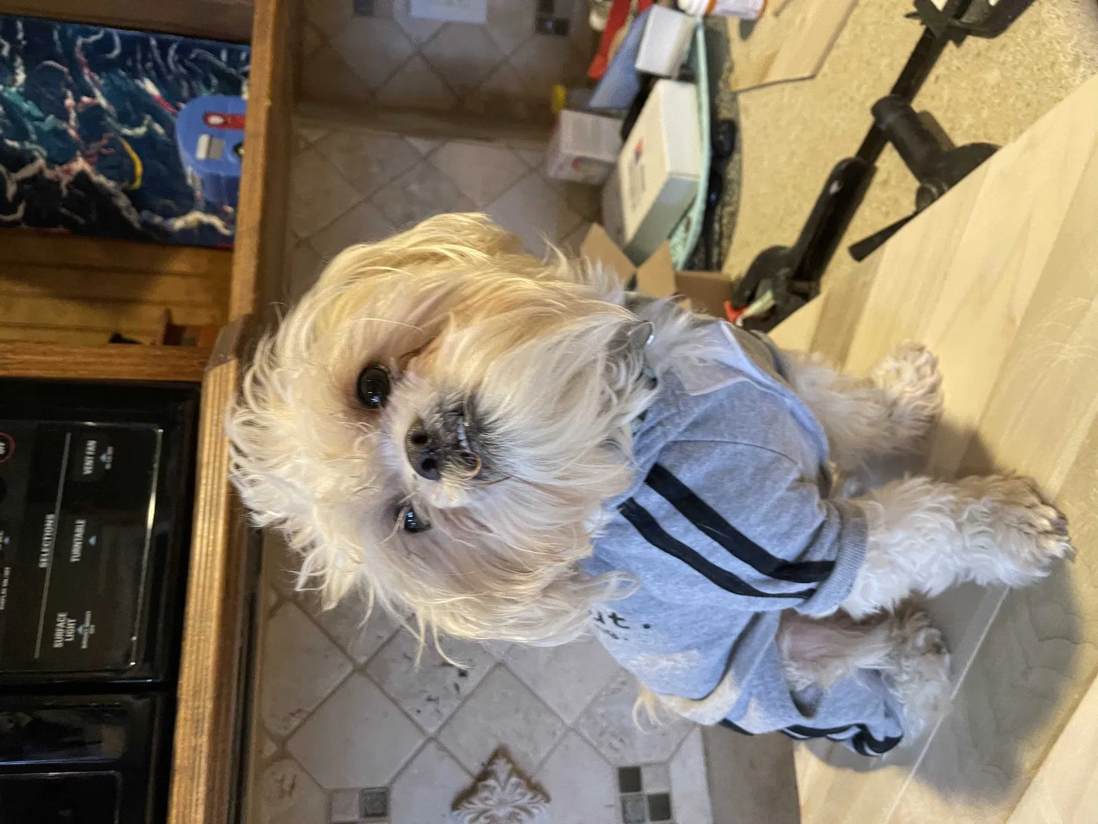 Lost dog in Mckinney, TX, 75071