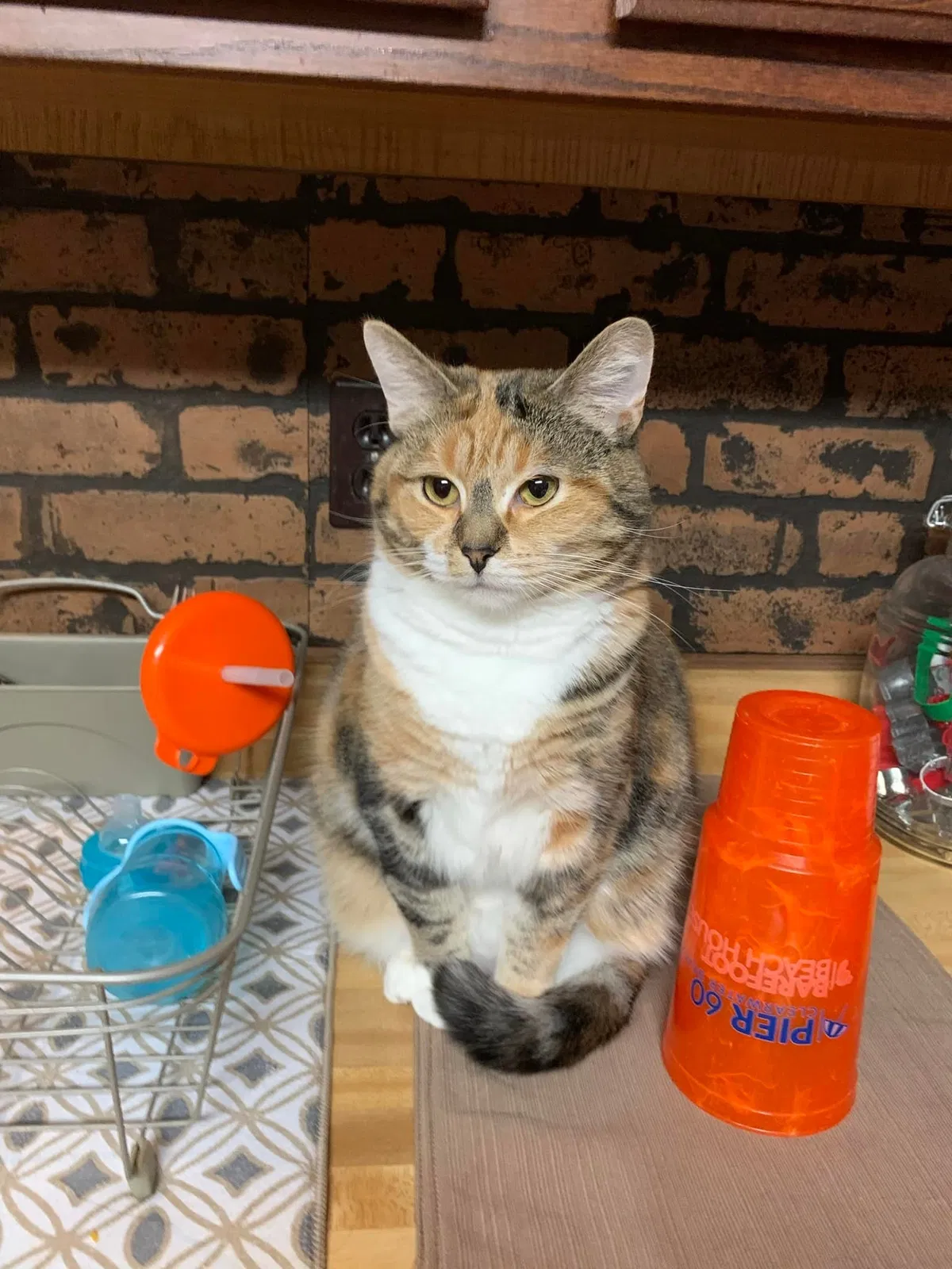 Lost cat in Yorktown, IN, 47396