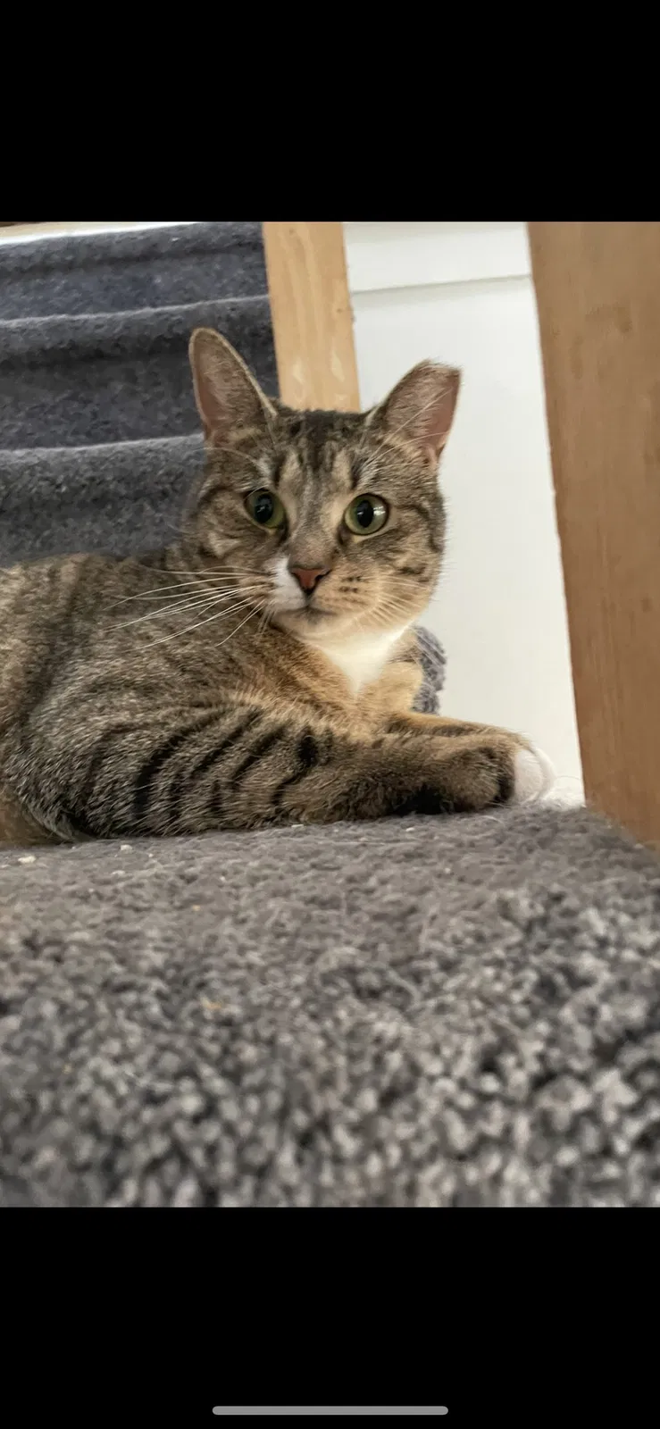 Lost cat in Sound Beach, NY, 11789