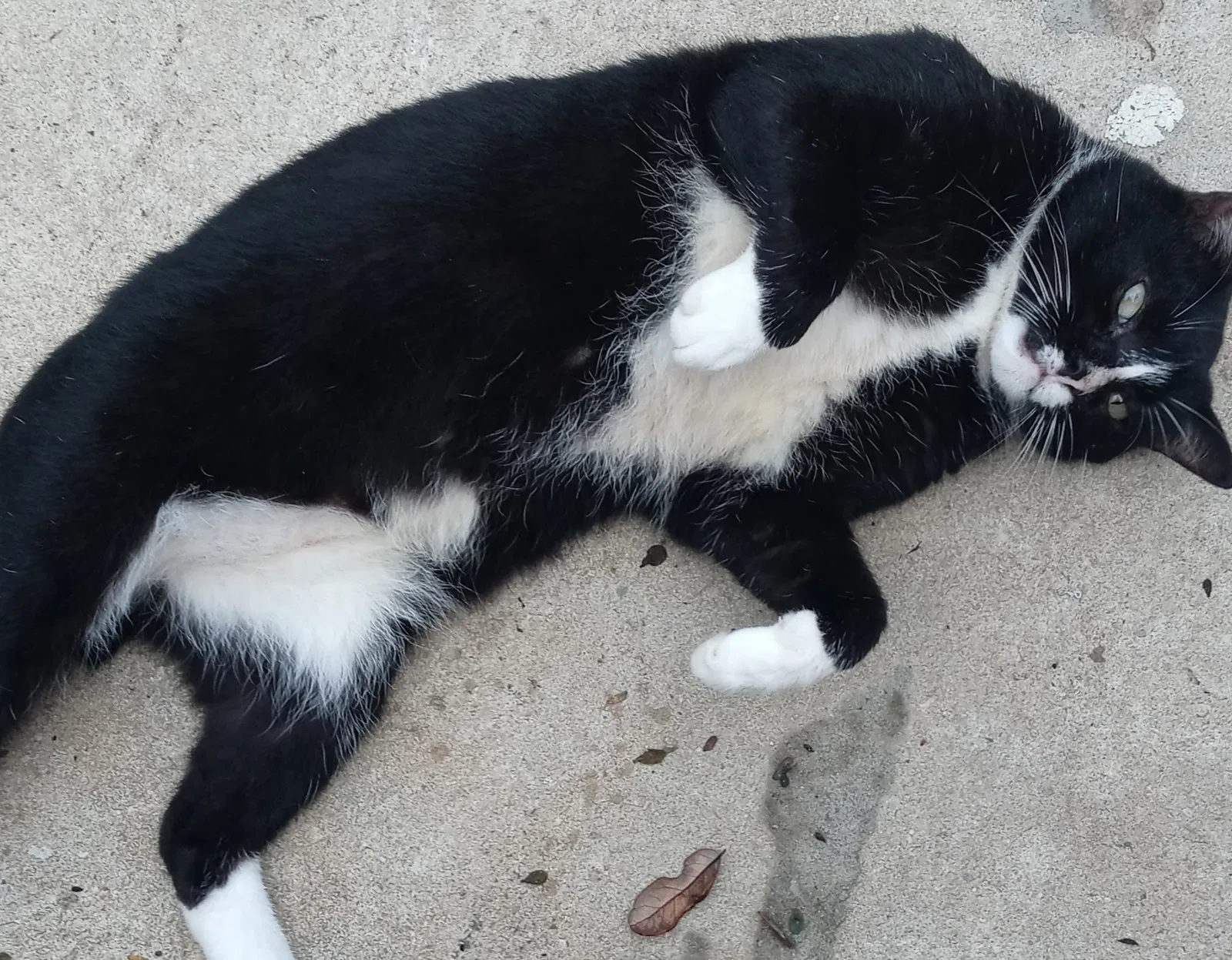 Lost cat in Haines City, FL, 33844