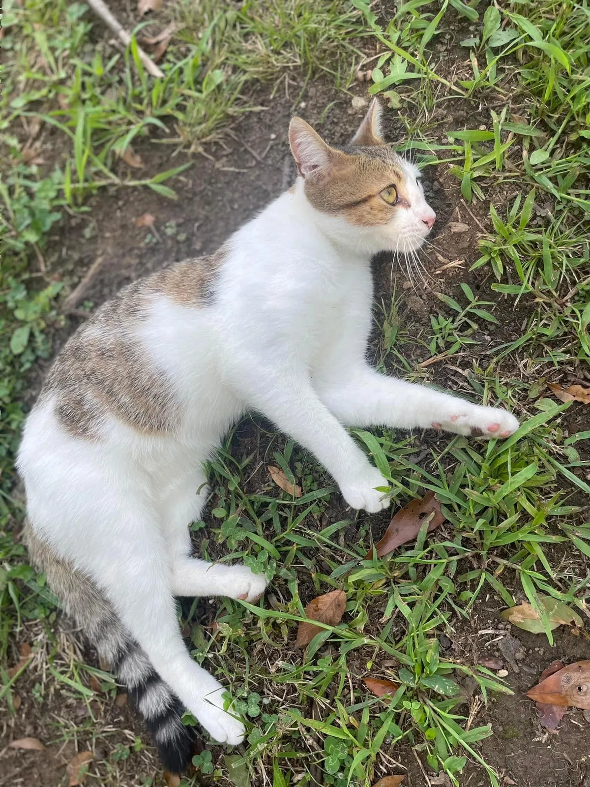 Lost cat in Stanley, NC, 28164