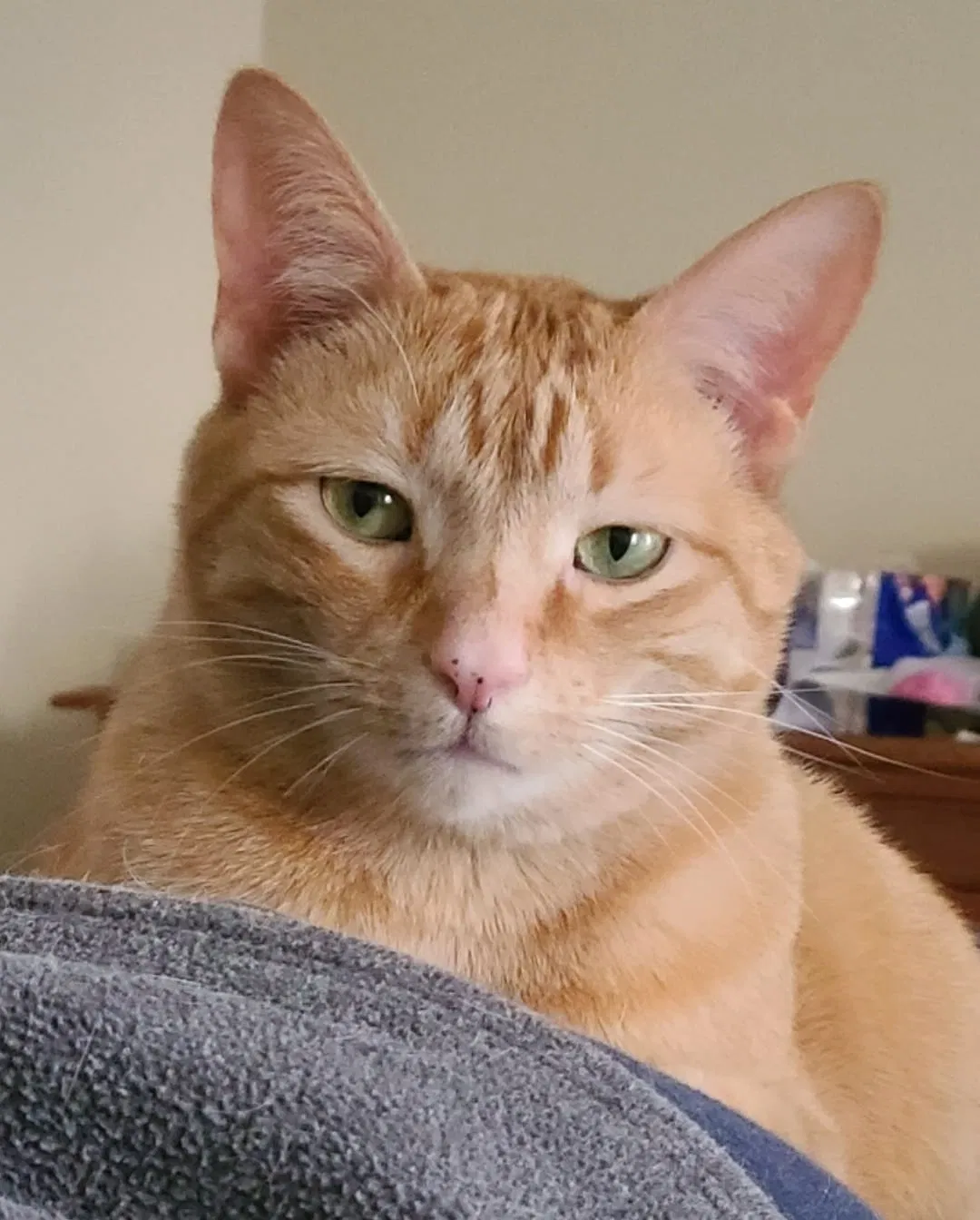 Lost cat in Hanover, PA, 17331