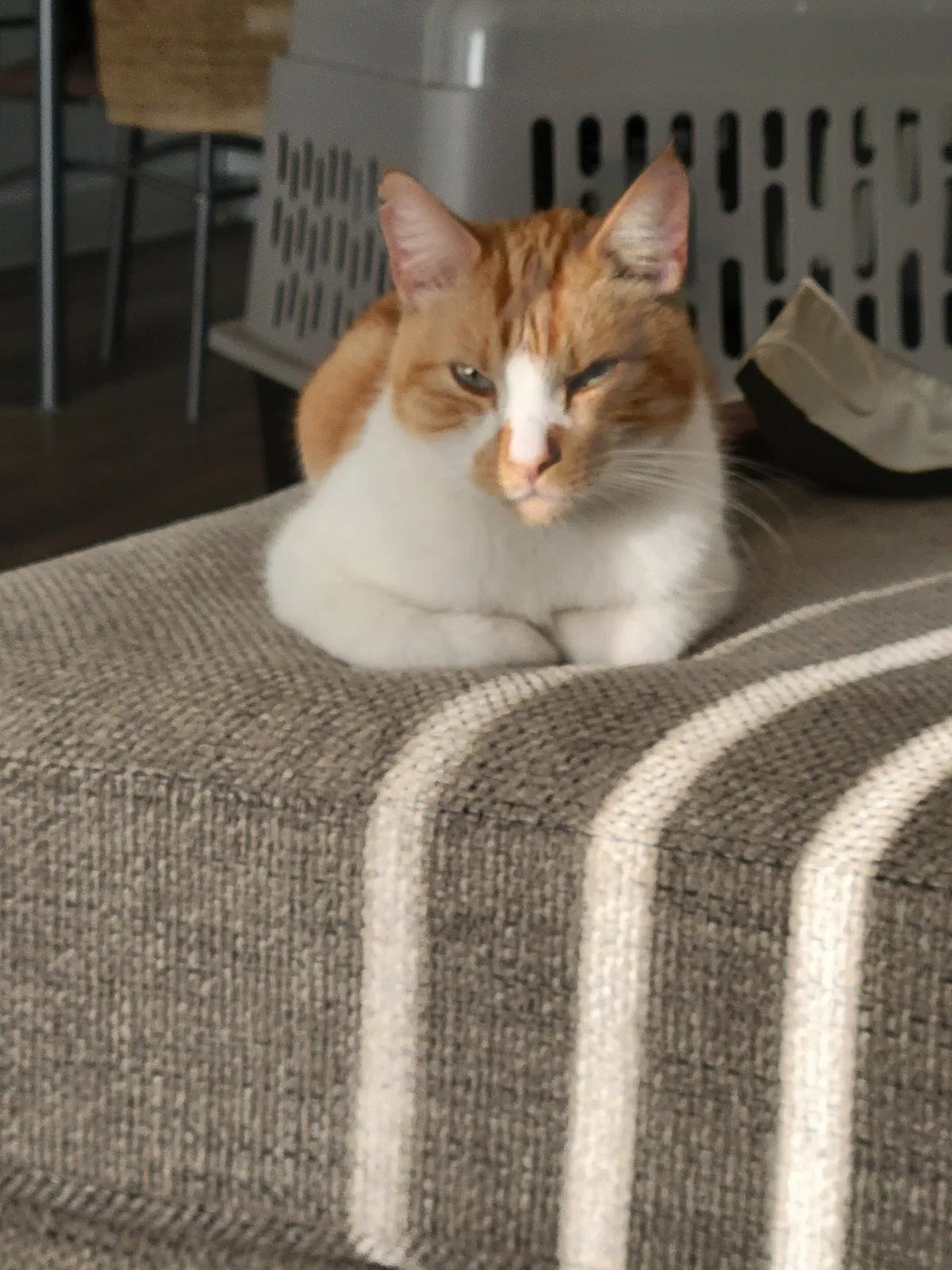 Lost cat in Hayward, CA, 94541