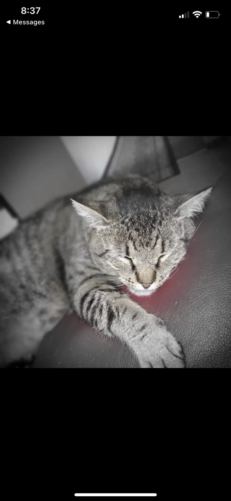 Lost cat in Fremont, CA, 94536