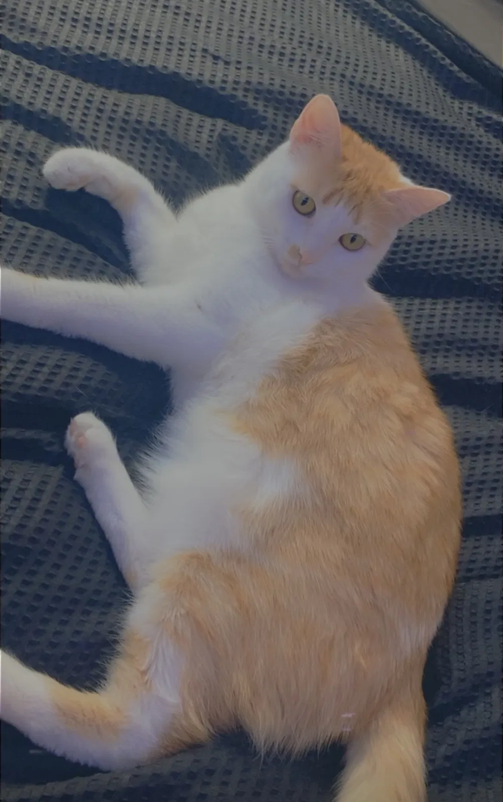 Lost cat in Las Vegas, NV, 89129