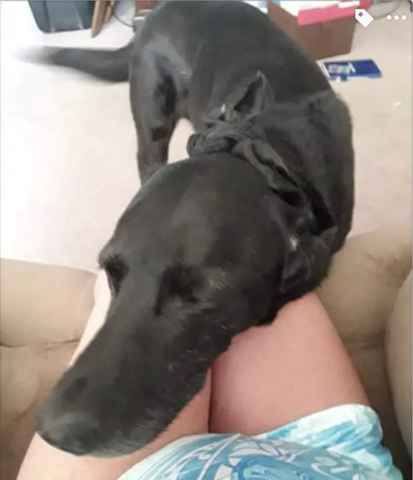 Lost dog in Minneapolis, MN, 55429