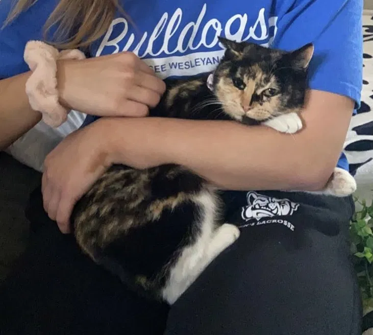 Lost cat in Athens, TN, 37303