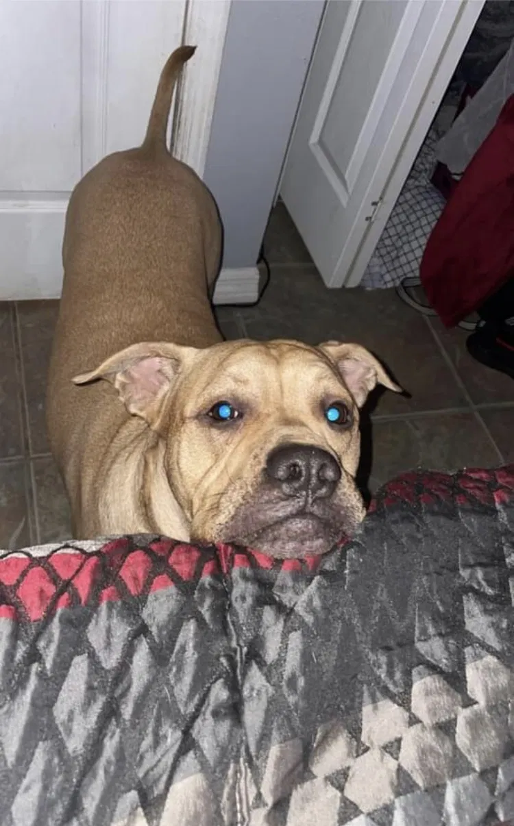 Lost dog in Palm Bay, FL, 32909