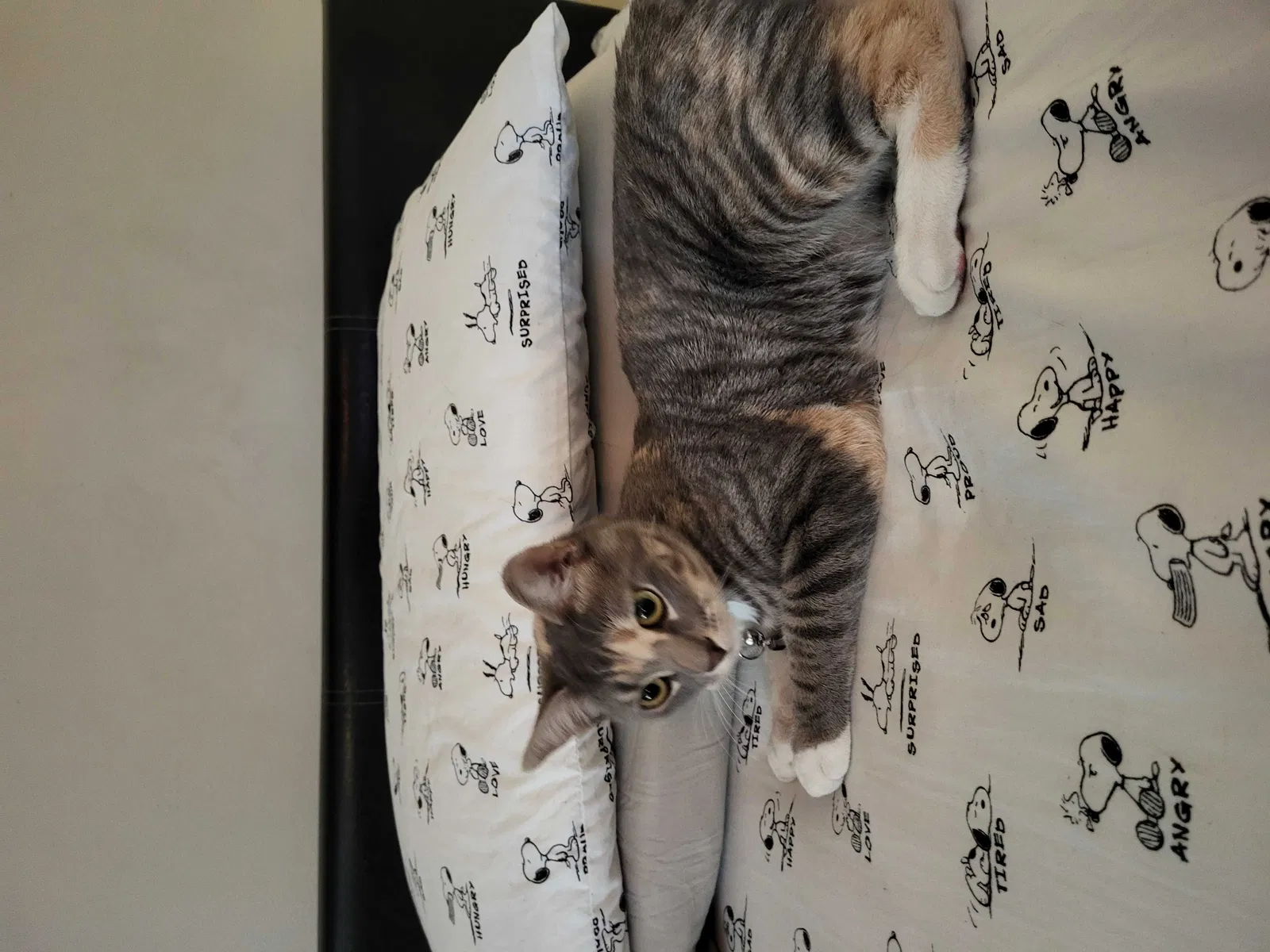 Lost cat in West Covina, CA, 91790