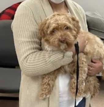 Lost dog in Garland, TX, 75041