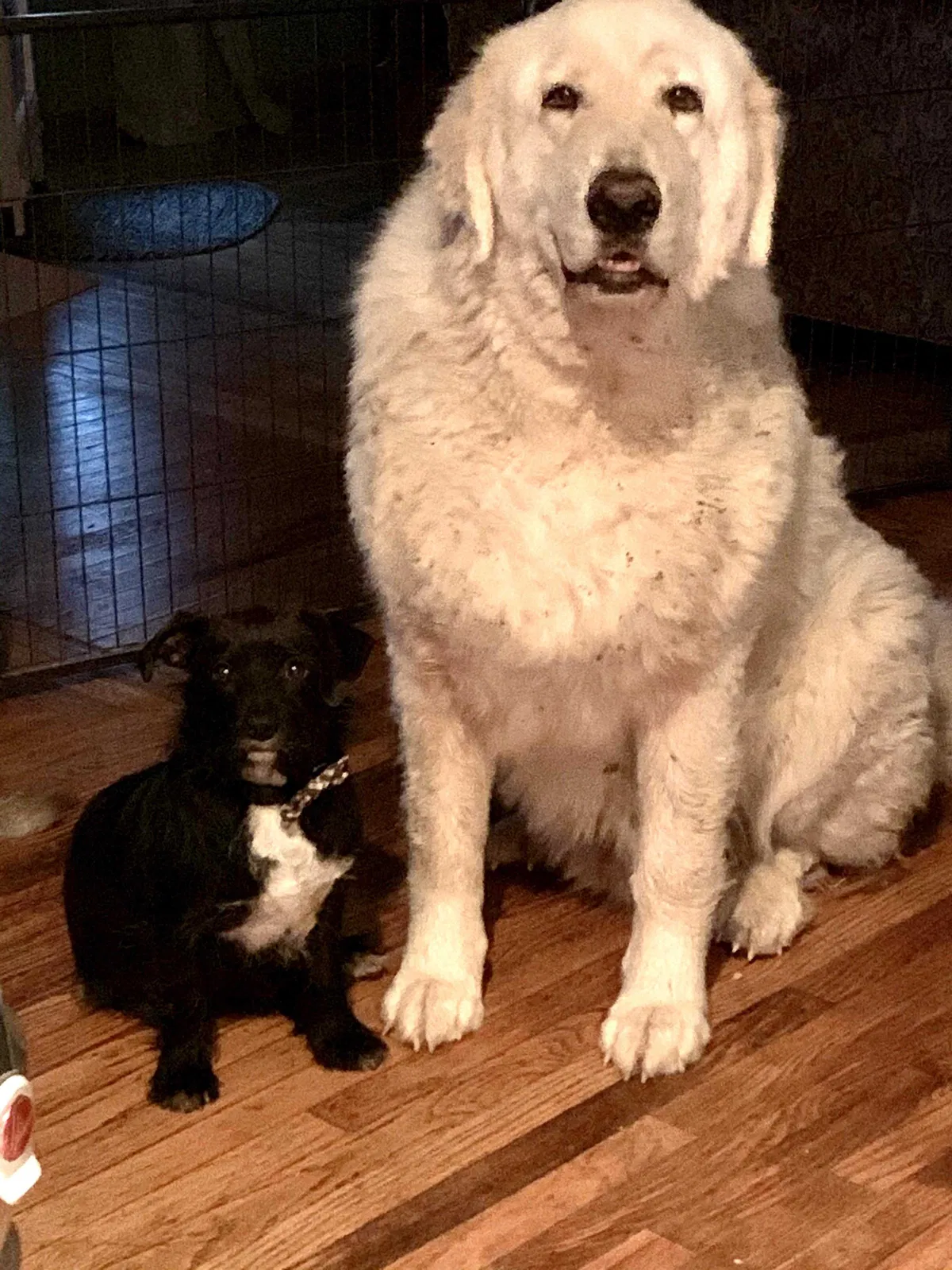 Lost dog in Troy, MO, 63379