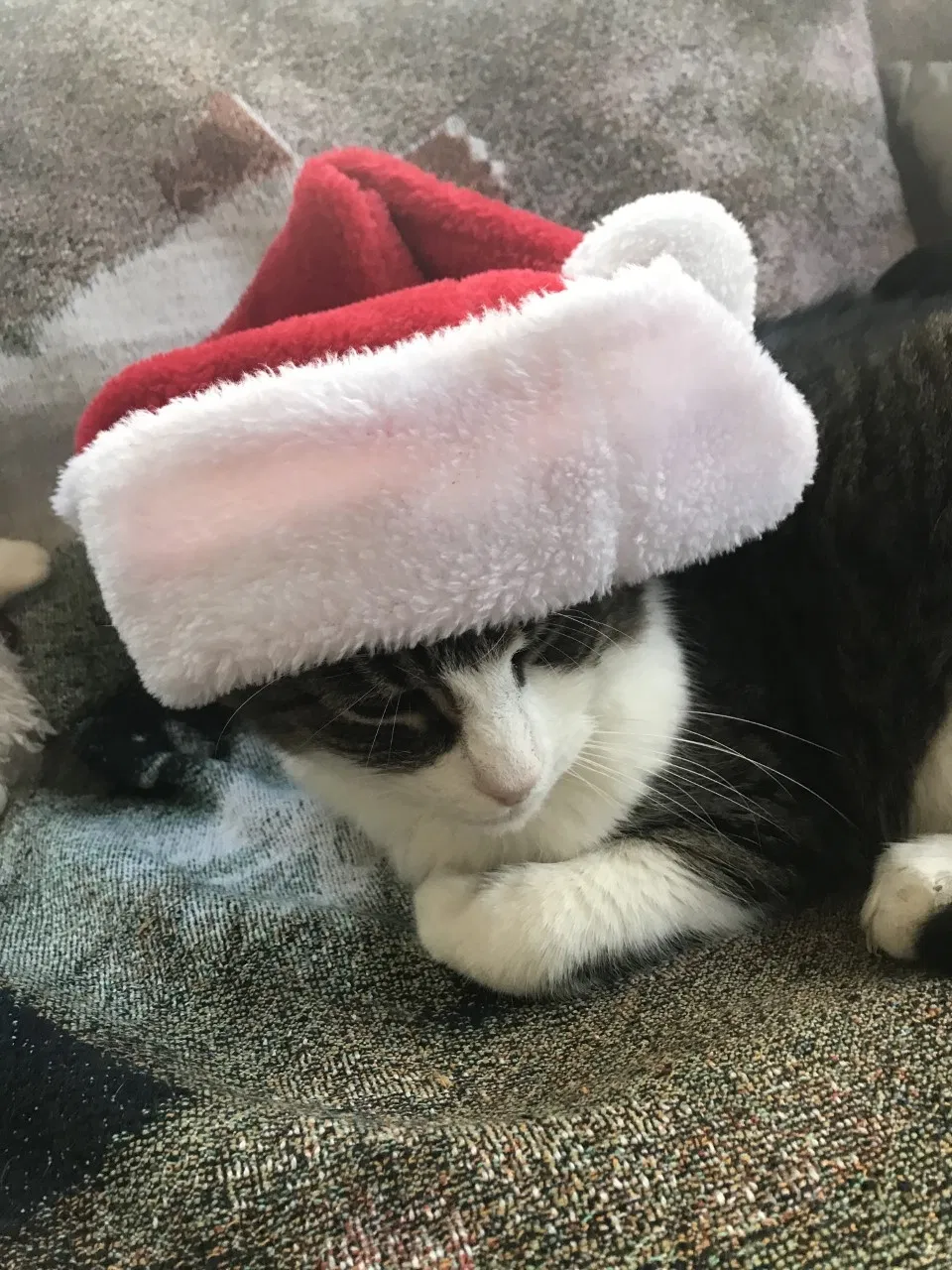 Lost cat in Kernersville, NC, 27284
