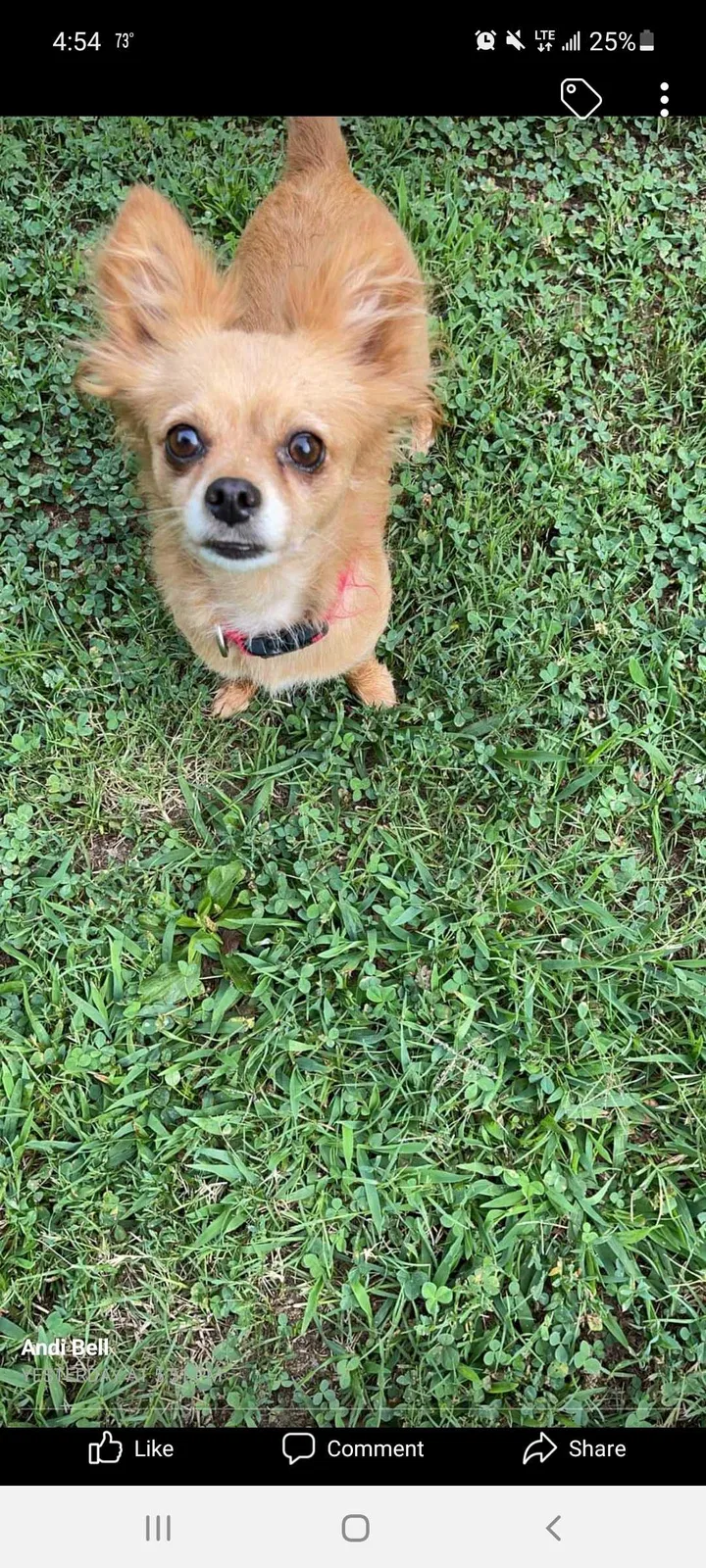 Lost dog in Brimfield, MA, 1010