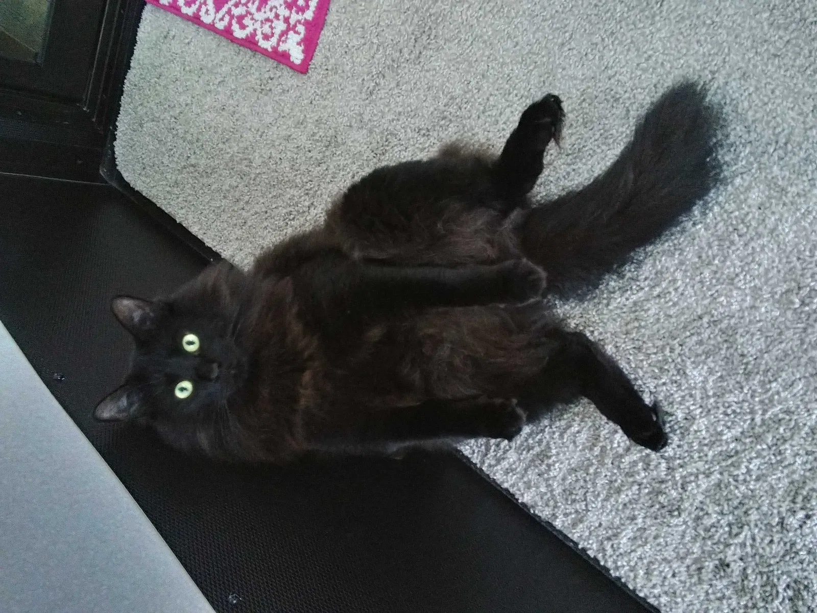 Lost cat in Summerville, GA, 30747
