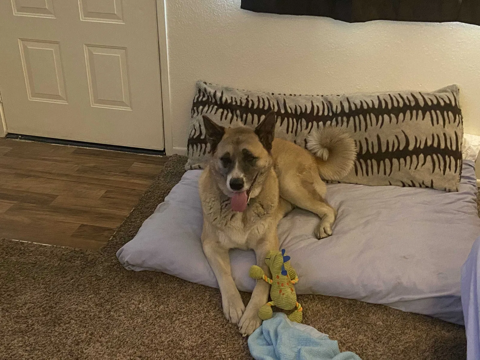 Lost dog in Sparks, NV, 89431